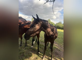 Caballo de deporte alemán, Yegua, 1 año, Negro