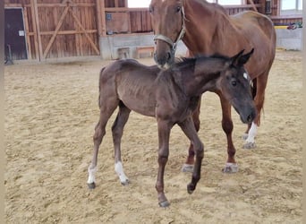 Caballo de deporte alemán, Yegua, 1 año, Negro