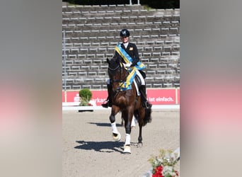 Caballo de deporte alemán, Yegua, 1 año, Negro