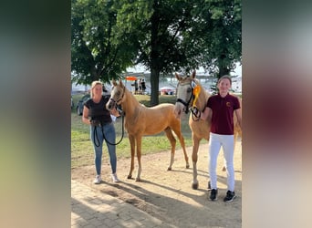 Caballo de deporte alemán, Yegua, 1 año, Palomino