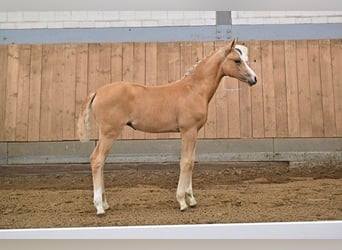 Caballo de deporte alemán, Yegua, 1 año, Palomino