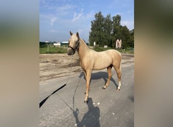 Caballo de deporte alemán, Yegua, 1 año, Palomino
