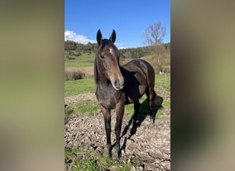 Caballo de deporte alemán, Yegua, 1 año, Tordo