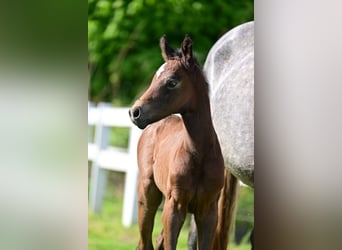 Caballo de deporte alemán, Yegua, 1 año, Tordo