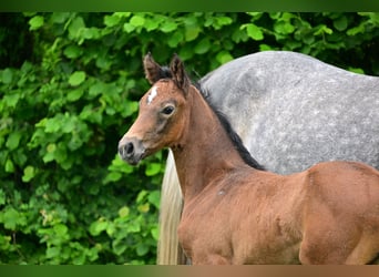 Caballo de deporte alemán, Yegua, 1 año, Tordo