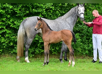 Caballo de deporte alemán, Yegua, 1 año, Tordo