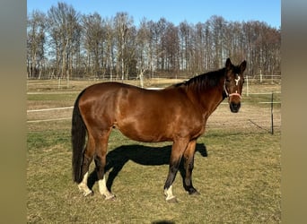 Caballo de deporte alemán, Yegua, 20 años, 162 cm, Castaño