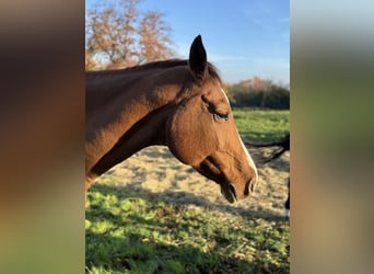 Caballo de deporte alemán, Yegua, 21 años, Alazán
