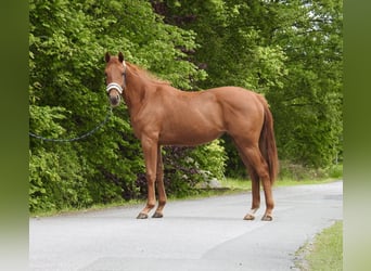 Caballo de deporte alemán, Yegua, 2 años, 155 cm, Alazán