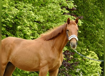 Caballo de deporte alemán, Yegua, 2 años, 155 cm, Alazán