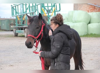 Caballo de deporte alemán Mestizo, Yegua, 2 años, 155 cm, Castaño oscuro