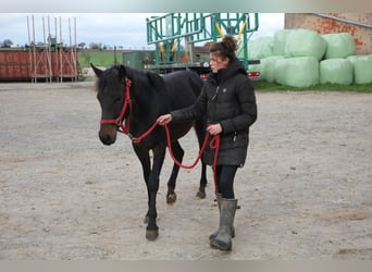 Caballo de deporte alemán Mestizo, Yegua, 2 años, 155 cm, Castaño oscuro