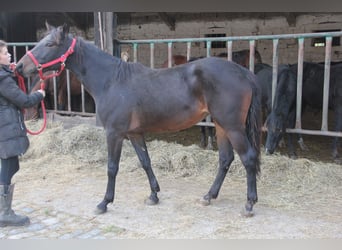 Caballo de deporte alemán Mestizo, Yegua, 2 años, 155 cm, Castaño oscuro