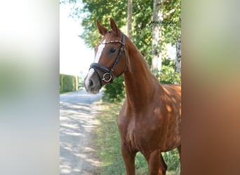 Caballo de deporte alemán, Yegua, 2 años, 160 cm, Alazán