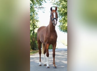 Caballo de deporte alemán, Yegua, 2 años, 160 cm, Alazán