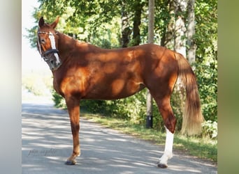 Caballo de deporte alemán, Yegua, 2 años, 160 cm, Alazán
