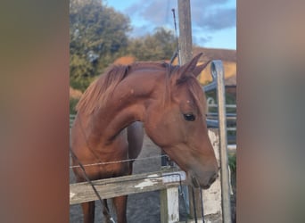 Caballo de deporte alemán, Yegua, 2 años, 160 cm, Alazán