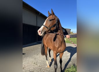 Caballo de deporte alemán, Yegua, 2 años, 160 cm, Castaño claro