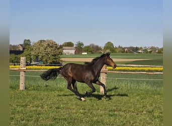 Caballo de deporte alemán, Yegua, 2 años, 160 cm, Castaño oscuro