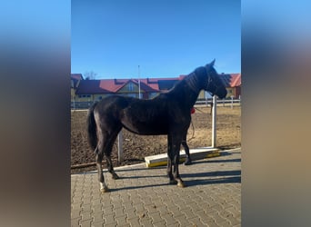 Caballo de deporte alemán, Yegua, 2 años, 160 cm, Negro