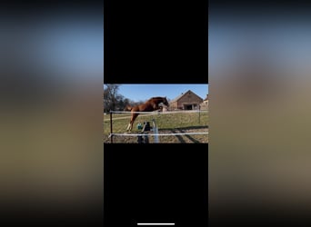 Caballo de deporte alemán, Yegua, 2 años, 162 cm, Alazán