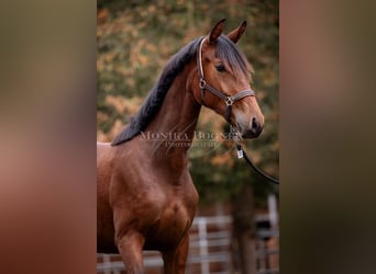 Caballo de deporte alemán, Yegua, 2 años, 162 cm, Castaño