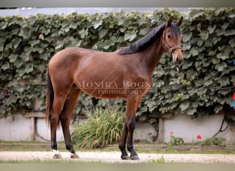 Caballo de deporte alemán, Yegua, 2 años, 162 cm, Castaño