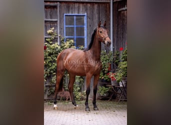 Caballo de deporte alemán, Yegua, 2 años, 162 cm, Castaño