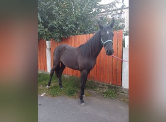 Caballo de deporte alemán, Yegua, 2 años, 163 cm, Castaño oscuro