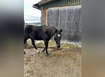 Caballo de deporte alemán, Yegua, 2 años, 164 cm, Negro