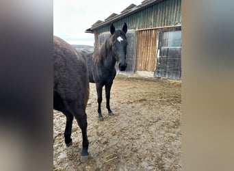 Caballo de deporte alemán, Yegua, 2 años, 164 cm, Negro