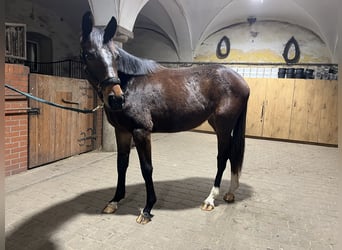 Caballo de deporte alemán, Yegua, 2 años, 165 cm, Castaño oscuro