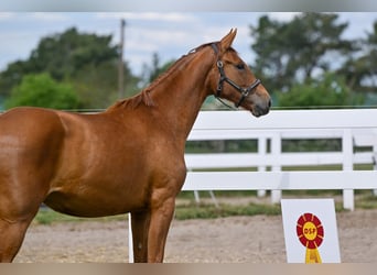 Caballo de deporte alemán, Yegua, 2 años, 168 cm, Alazán