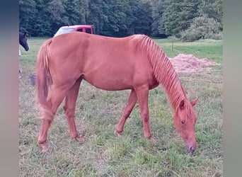Caballo de deporte alemán, Yegua, 2 años, 168 cm, Alazán