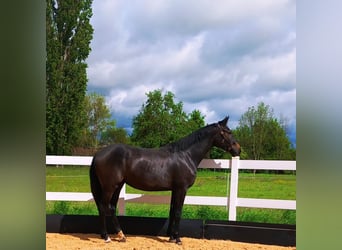 Caballo de deporte alemán, Yegua, 2 años, 168 cm, Musgo