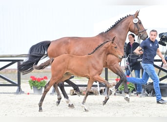 Caballo de deporte alemán, Yegua, 2 años, 169 cm, Castaño
