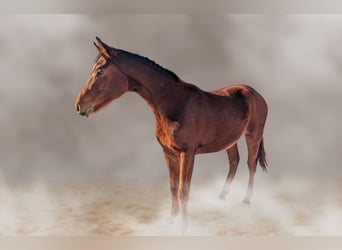 Caballo de deporte alemán, Yegua, 2 años, 170 cm, Castaño