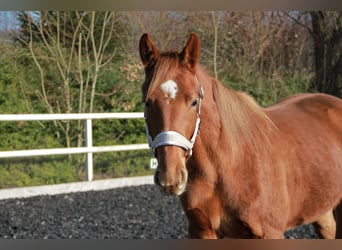 Caballo de deporte alemán, Yegua, 2 años, 172 cm, Alazán-tostado