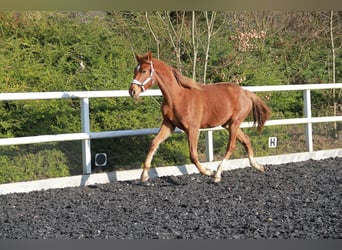 Caballo de deporte alemán, Yegua, 2 años, 172 cm, Alazán-tostado