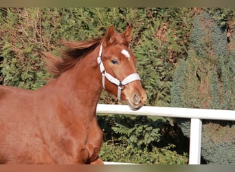 Caballo de deporte alemán, Yegua, 2 años, 172 cm, Alazán-tostado