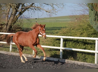 Caballo de deporte alemán, Yegua, 2 años, 172 cm, Alazán-tostado