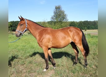Caballo de deporte alemán, Yegua, 2 años, 172 cm, Castaño