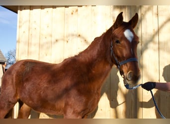 Caballo de deporte alemán, Yegua, 2 años, 175 cm, Alazán