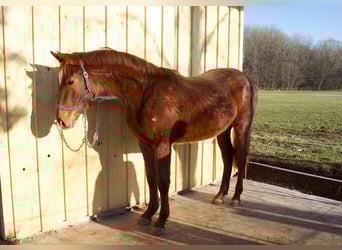 Caballo de deporte alemán, Yegua, 2 años, 175 cm, Alazán