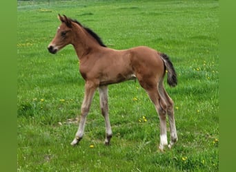 Caballo de deporte alemán, Yegua, 2 años, 175 cm, Castaño