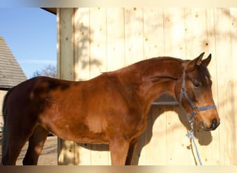Caballo de deporte alemán, Yegua, 2 años, 175 cm, Castaño