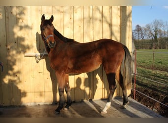 Caballo de deporte alemán, Yegua, 2 años, 175 cm, Castaño