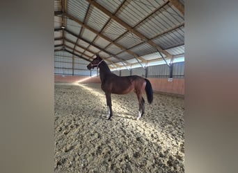 Caballo de deporte alemán, Yegua, 2 años, 180 cm, Castaño