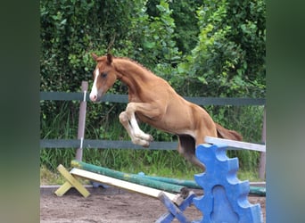 Caballo de deporte alemán, Yegua, 2 años, Alazán