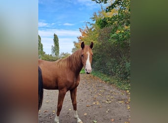Caballo de deporte alemán, Yegua, 2 años, Alazán